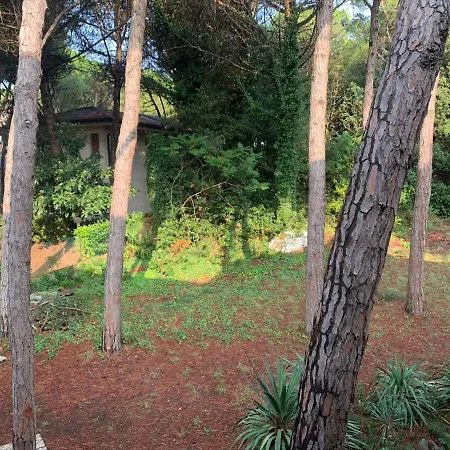 In 25559 * ארקליאה מארה